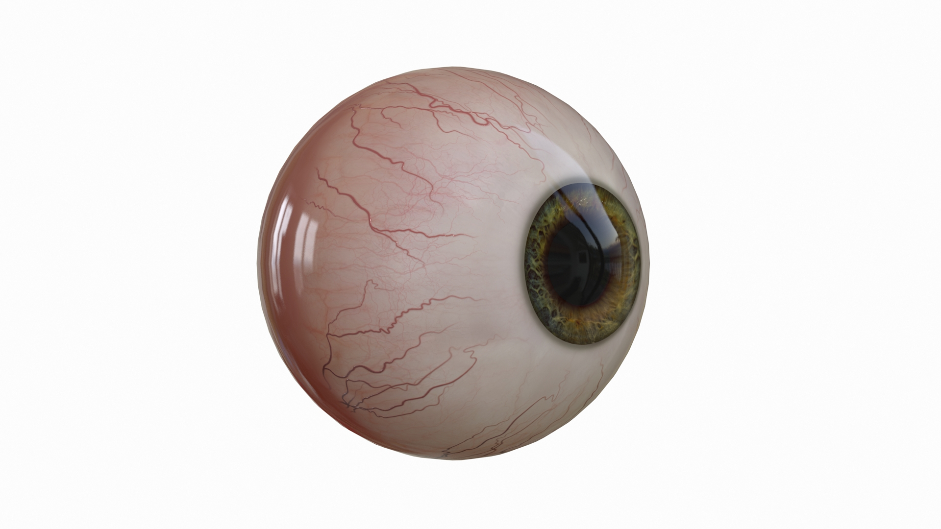3D Eye V-ray - TurboSquid 1640061