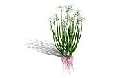 Heirloom  Exotic Vegetable Plants Pack