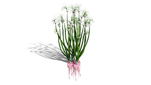 Heirloom Exotic Vegetable Plants Pack