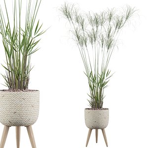 3D model cyperus nofretete 01