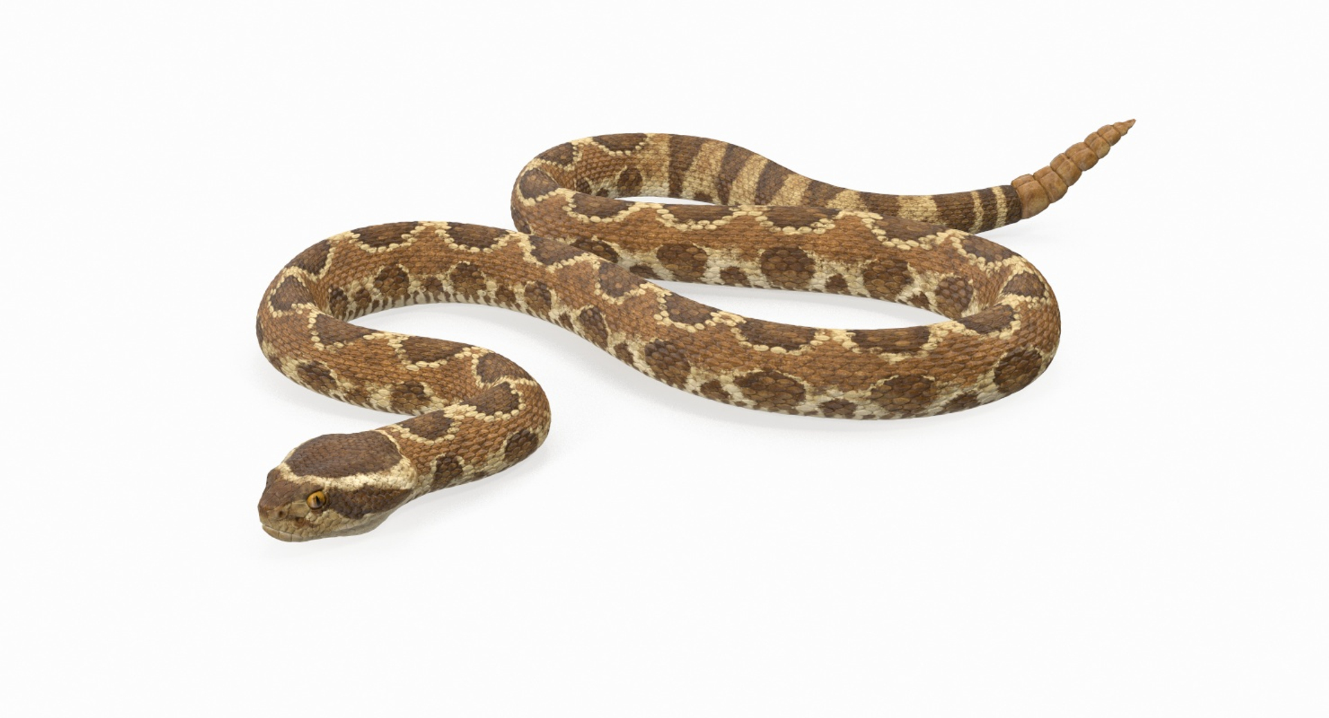 Light Rattlesnake Crawling Pose 3D Model - TurboSquid 1398422