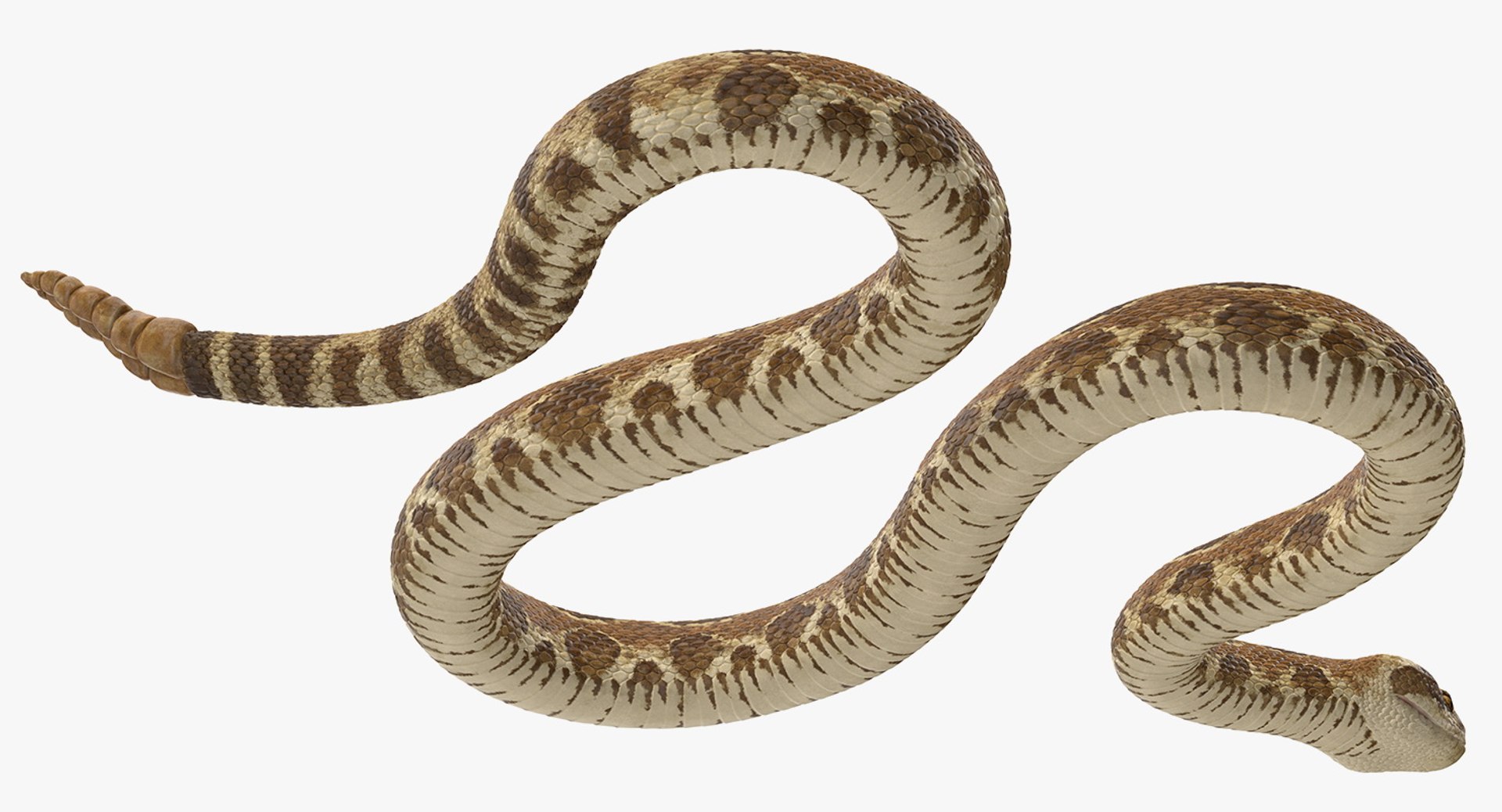 Light Rattlesnake Crawling Pose 3D Model - TurboSquid 1398422