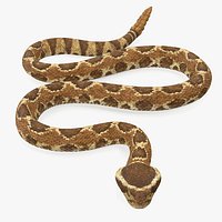 Light Rattlesnake Crawling Pose