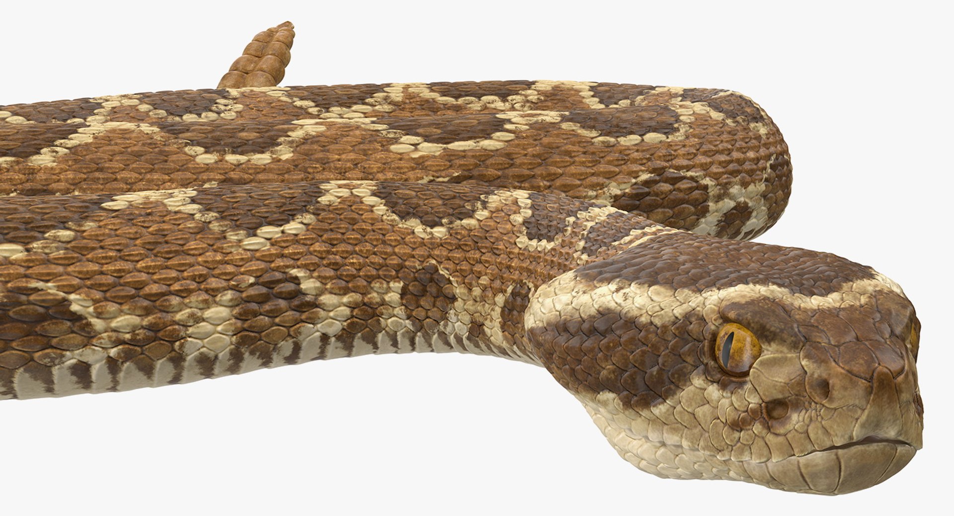Light rattlesnake crawling pose 3D model - TurboSquid 1398422