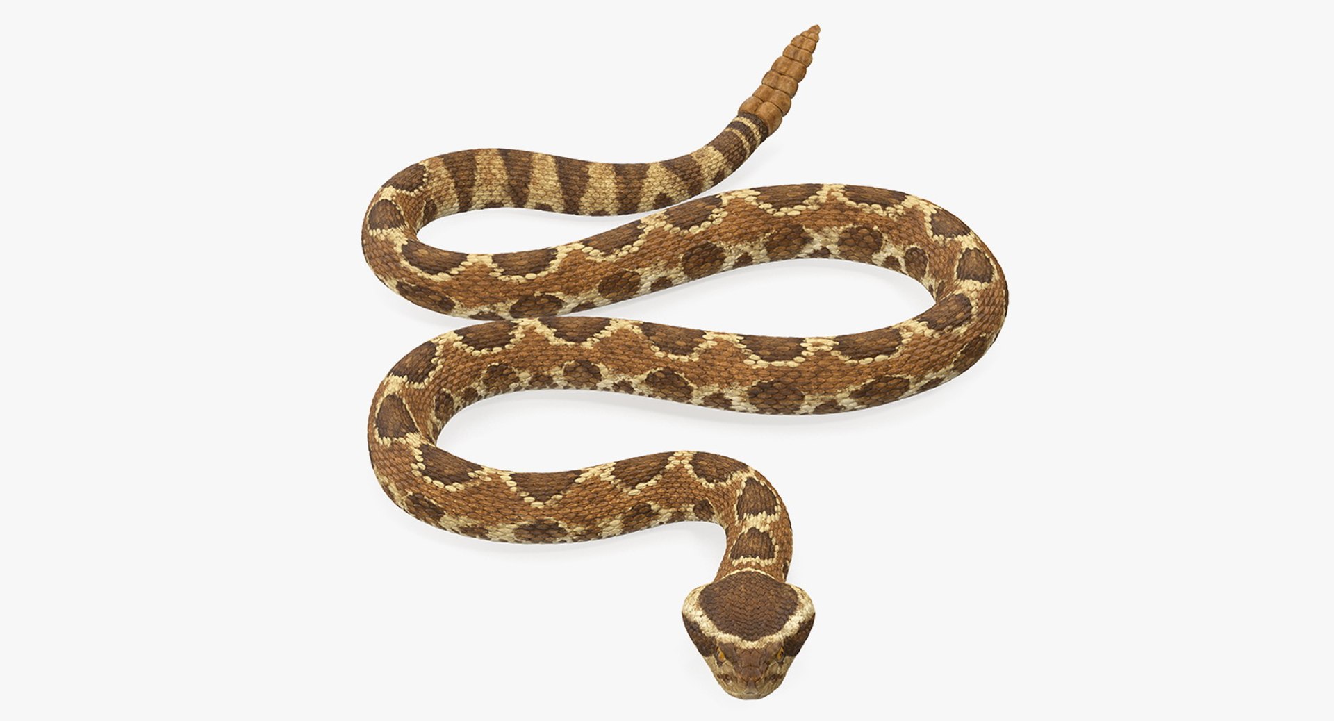 Light Rattlesnake Crawling Pose 3D model preview