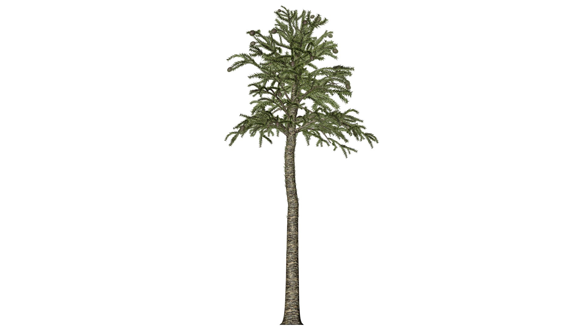 Monkey Puzzle Tree - 06 - 3D https://p.turbosquid.com/ts-thumb/WL/NU9j8S/LC/mp_6/png/1741796734/1920x1080/fit_q87/93e9a407282509b358d3ebd0bfaccbcf817c3f5b/mp_6.jpg