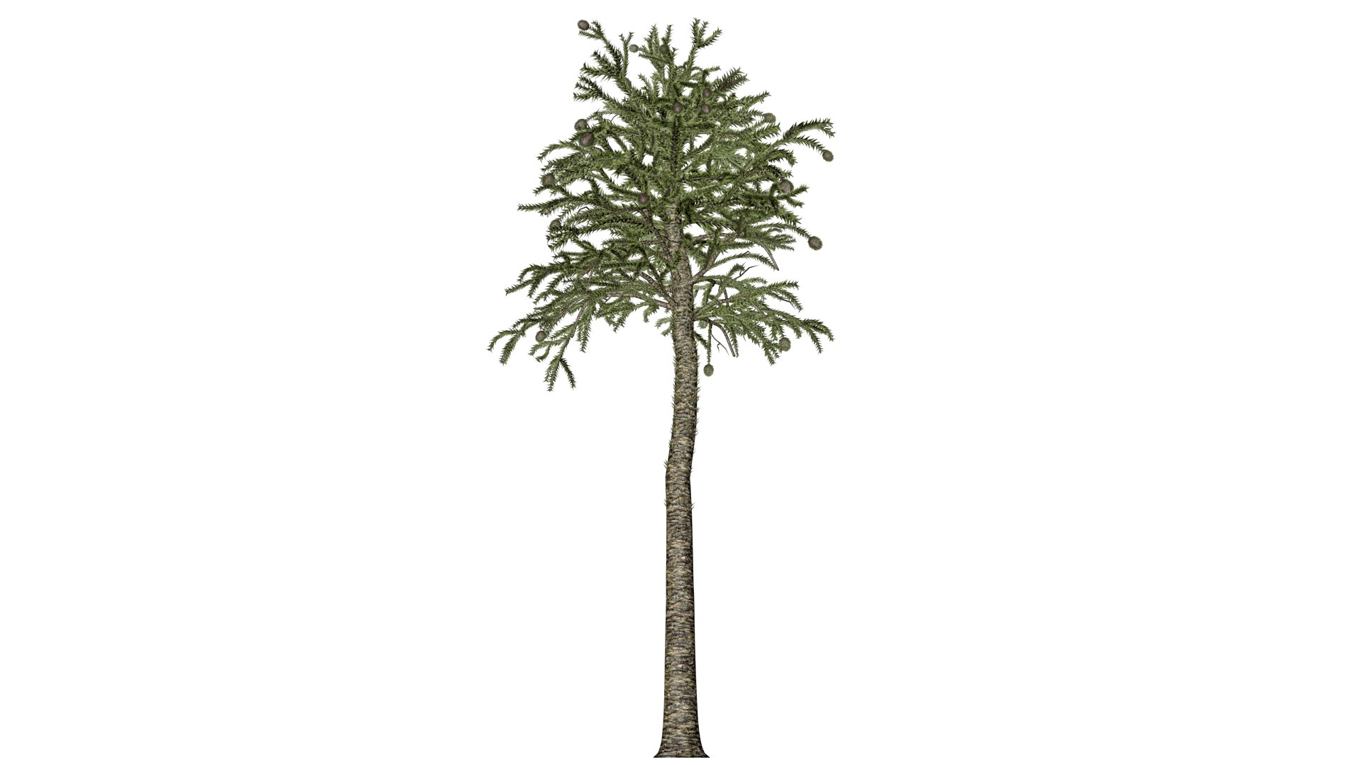 Monkey Puzzle Tree - 06 - 3D https://p.turbosquid.com/ts-thumb/WL/NU9j8S/OZ/mp_62/png/1741796735/1920x1080/fit_q87/2784dd9977739f7cfaea674235f76fb31d9873d4/mp_62.jpg