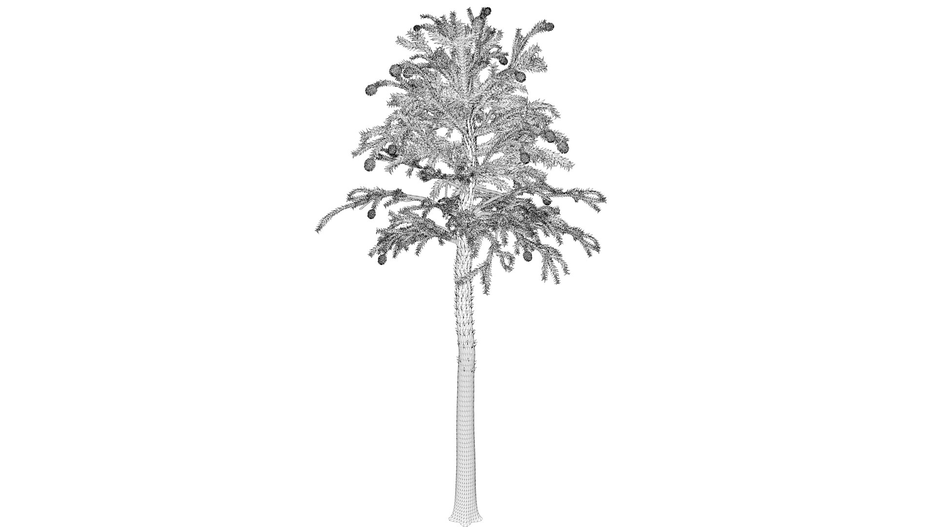 Monkey Puzzle Tree - 06 - 3D https://p.turbosquid.com/ts-thumb/WL/NU9j8S/Un/monkeypuzzle_med31/png/1741796732/1920x1080/fit_q87/7771d61494d776cf713c8842bfa79f610edb0ea2/monkeypuzzle_med31.jpg