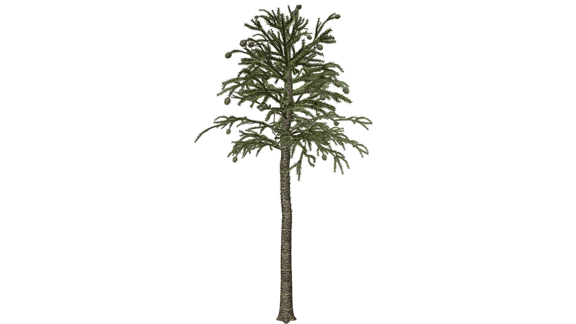 Monkey Puzzle Tree - 06 - 3D https://p.turbosquid.com/ts-thumb/WL/NU9j8S/YJ/monkeypuzzle_med30/png/1741796731/1920x1080/fit_q87/beb21111fda584ffc4f88d853d18792409b8dcd4/monkeypuzzle_med30.jpg