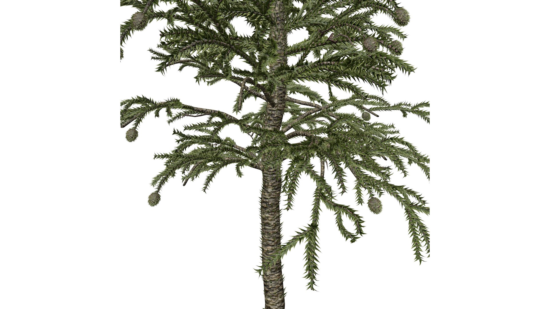 Monkey Puzzle Tree - 06 - 3D https://p.turbosquid.com/ts-thumb/WL/NU9j8S/vU/monkeypuzzle_med32/png/1741796732/1920x1080/fit_q87/a75763b0ed33f7aec27ac69541d459ac82e8ca87/monkeypuzzle_med32.jpg