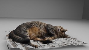 Cat 1