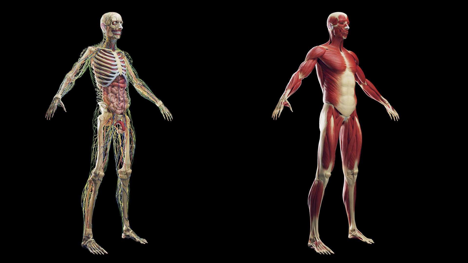 3D Male Full Anatomy Rigged https://p.turbosquid.com/ts-thumb/WL/Zluq7k/GF/anatomy_male_tt_02/jpg/1684356700/1920x1080/turn_fit_q99/106d25c8fd0a9c57b7715e4740608db0b422197b/anatomy_male_tt_02-1.jpg