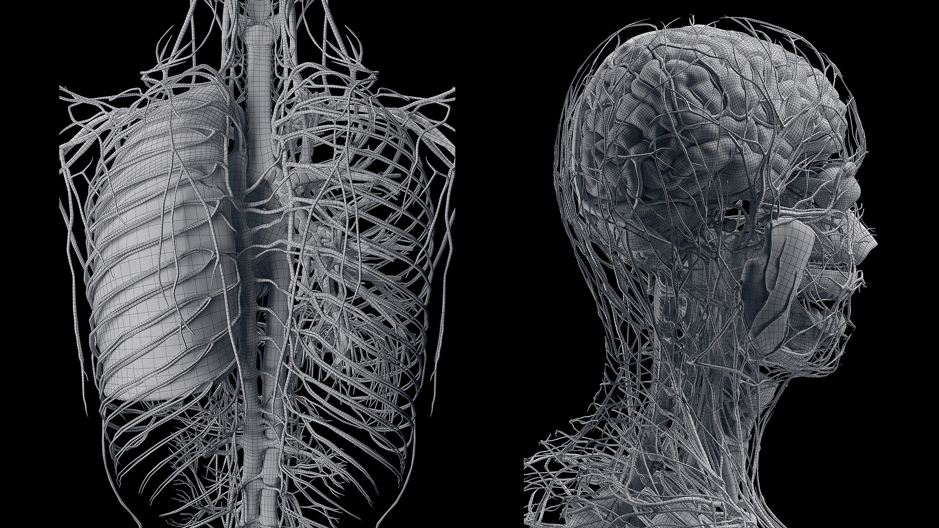 3D Male Full Anatomy Rigged https://p.turbosquid.com/ts-thumb/WL/Zluq7k/SI/anatomy_v2_male_wire006/jpg/1684353093/1920x1080/fit_q87/0a75de56c47638f9f2063415e6c6c13fde8aa33d/anatomy_v2_male_wire006.jpg