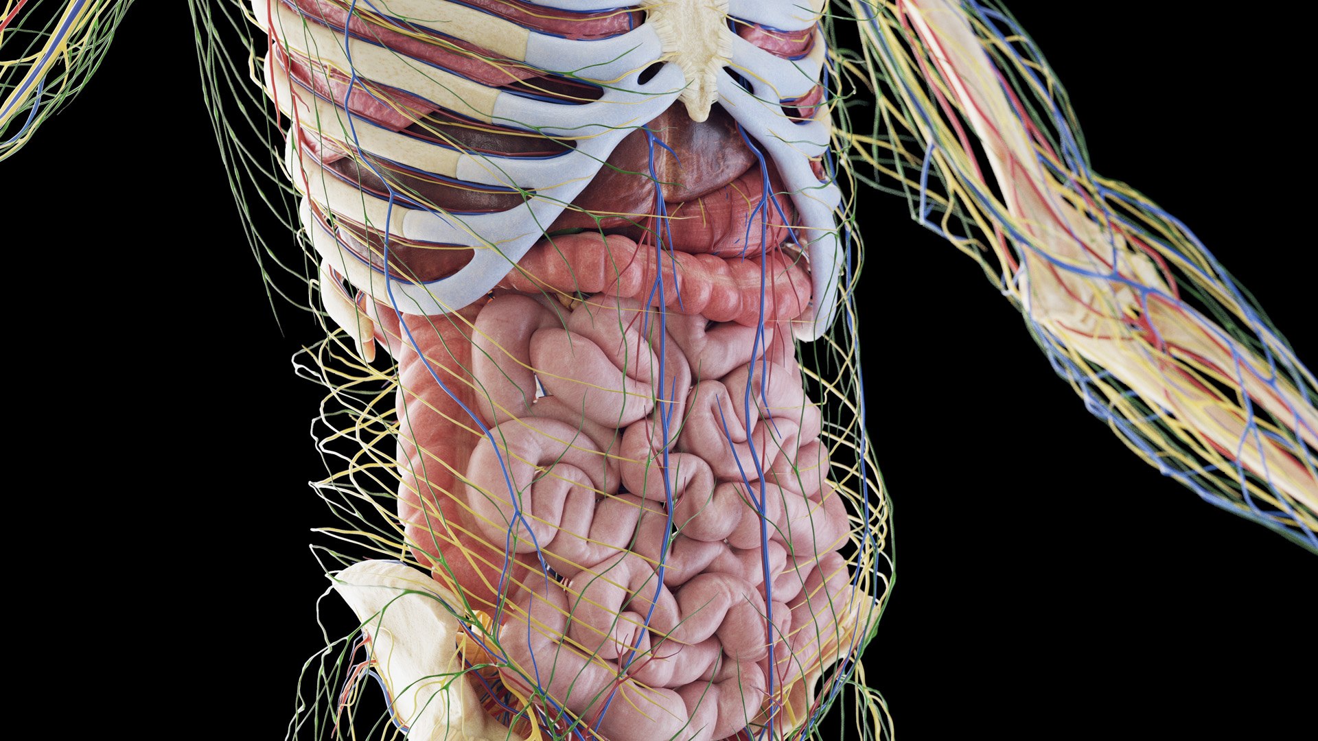 3D Male Full Anatomy Rigged https://p.turbosquid.com/ts-thumb/WL/Zluq7k/ud/anatomy_v2_male_ps_019/jpg/1684353064/1920x1080/fit_q87/d9ad0e81c297c1467c18841c12f6b994ef6413e2/anatomy_v2_male_ps_019.jpg