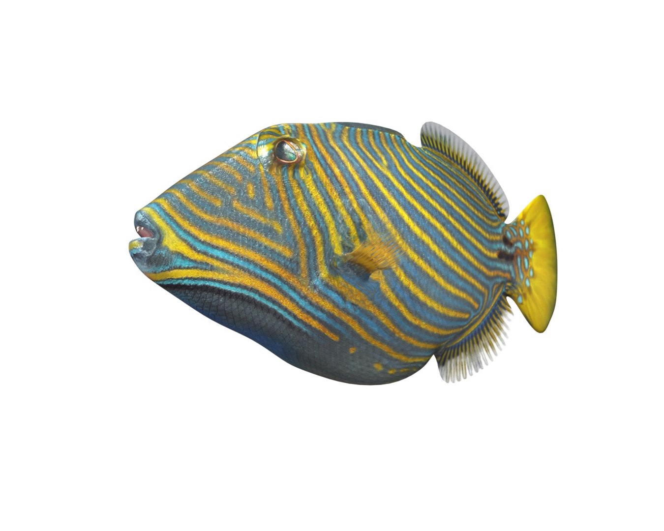 3D model fish https://p.turbosquid.com/ts-thumb/WL/eW4JjK/PMcGVv48/2/jpg/1588405125/1920x1080/fit_q87/ae004c5b4777cdb41ba04cbb18bd6b6c46b9150a/2.jpg