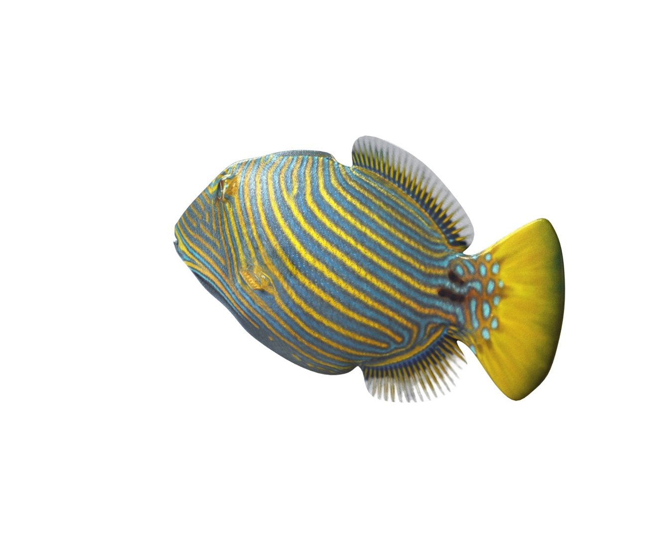 3D model fish https://p.turbosquid.com/ts-thumb/WL/eW4JjK/Tg1TmkxK/3/jpg/1588405125/1920x1080/fit_q87/60b0e61e2ce90fc3b8533c880acb247d76846af1/3.jpg