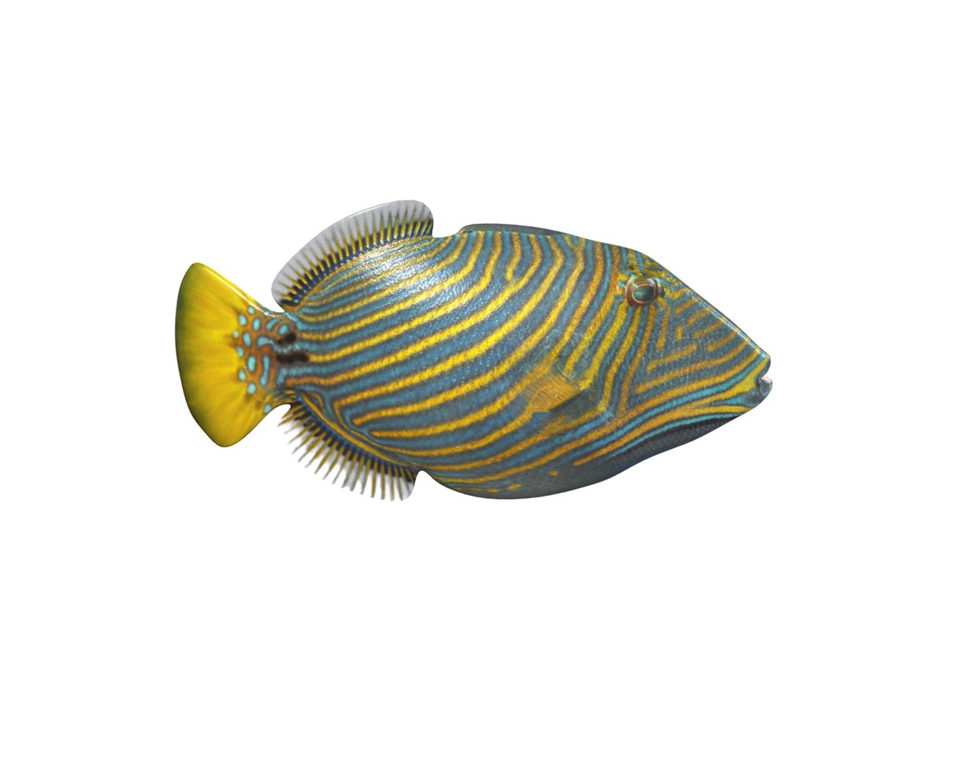 3D model fish https://p.turbosquid.com/ts-thumb/WL/eW4JjK/bUGDXvbe/5/jpg/1588405126/1920x1080/fit_q87/30bc9dbee8d034dc67a7bf07ef1d7276aaa9de32/5.jpg