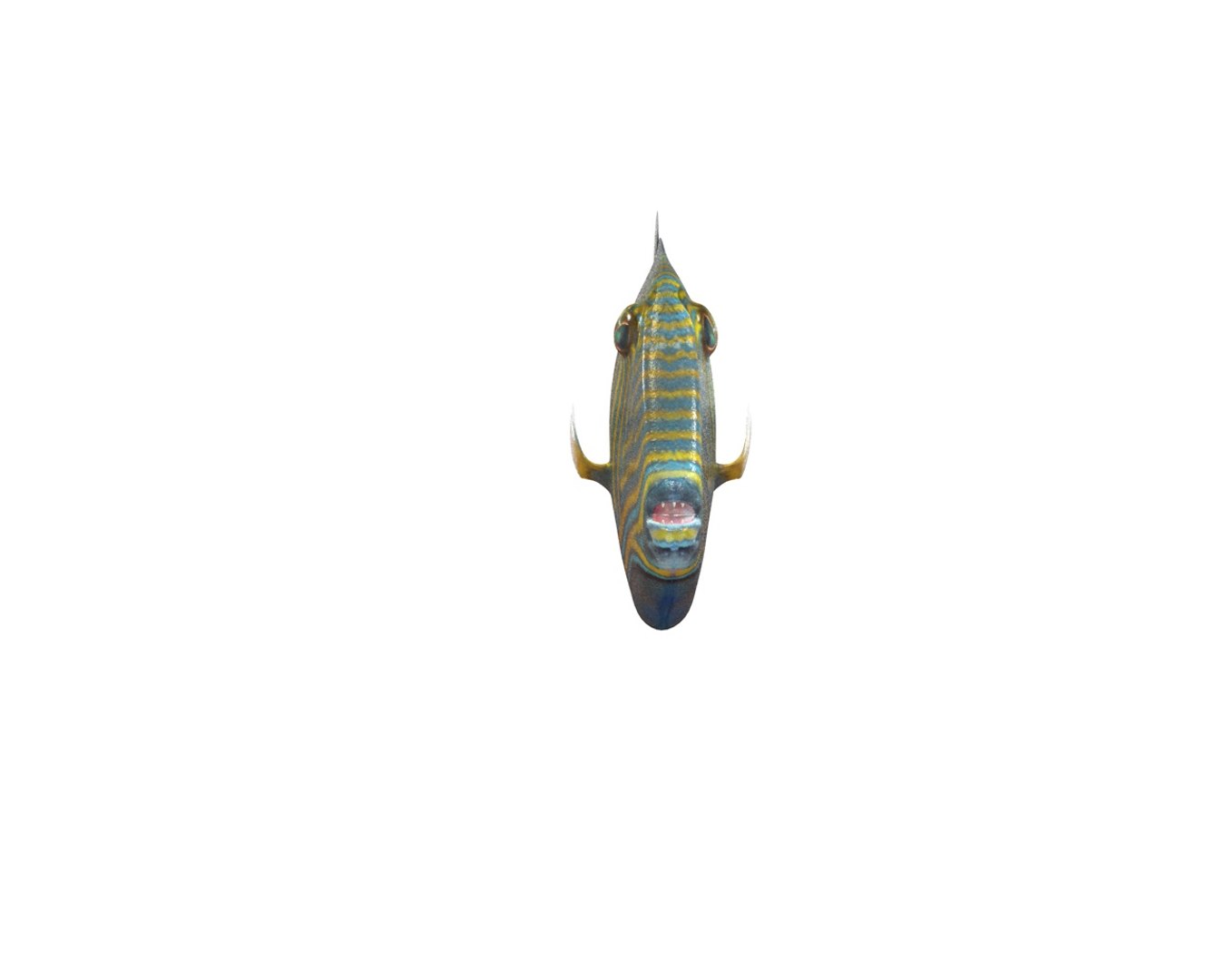3D model fish https://p.turbosquid.com/ts-thumb/WL/eW4JjK/nx4lHL64/7/jpg/1588405126/1920x1080/fit_q87/251d709dfcd25413f4bcdaddc3ac6a69e7b95898/7.jpg