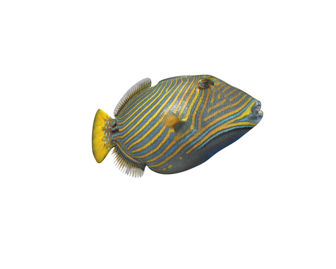 3D model fish https://p.turbosquid.com/ts-thumb/WL/eW4JjK/q1VzgKat/6/jpg/1588405126/1920x1080/fit_q87/8e2d72dd990e78d35abfd659b27fb7a0965a4ead/6.jpg