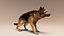German Shepherd  Dynamic Fur Ears Tail 3D model