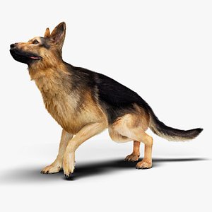 German Shepherd  Dynamic Fur Ears Tail 3D model