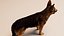 German Shepherd  Dynamic Fur Ears Tail 3D model