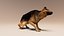 German Shepherd  Dynamic Fur Ears Tail 3D model