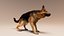 German Shepherd  Dynamic Fur Ears Tail 3D model