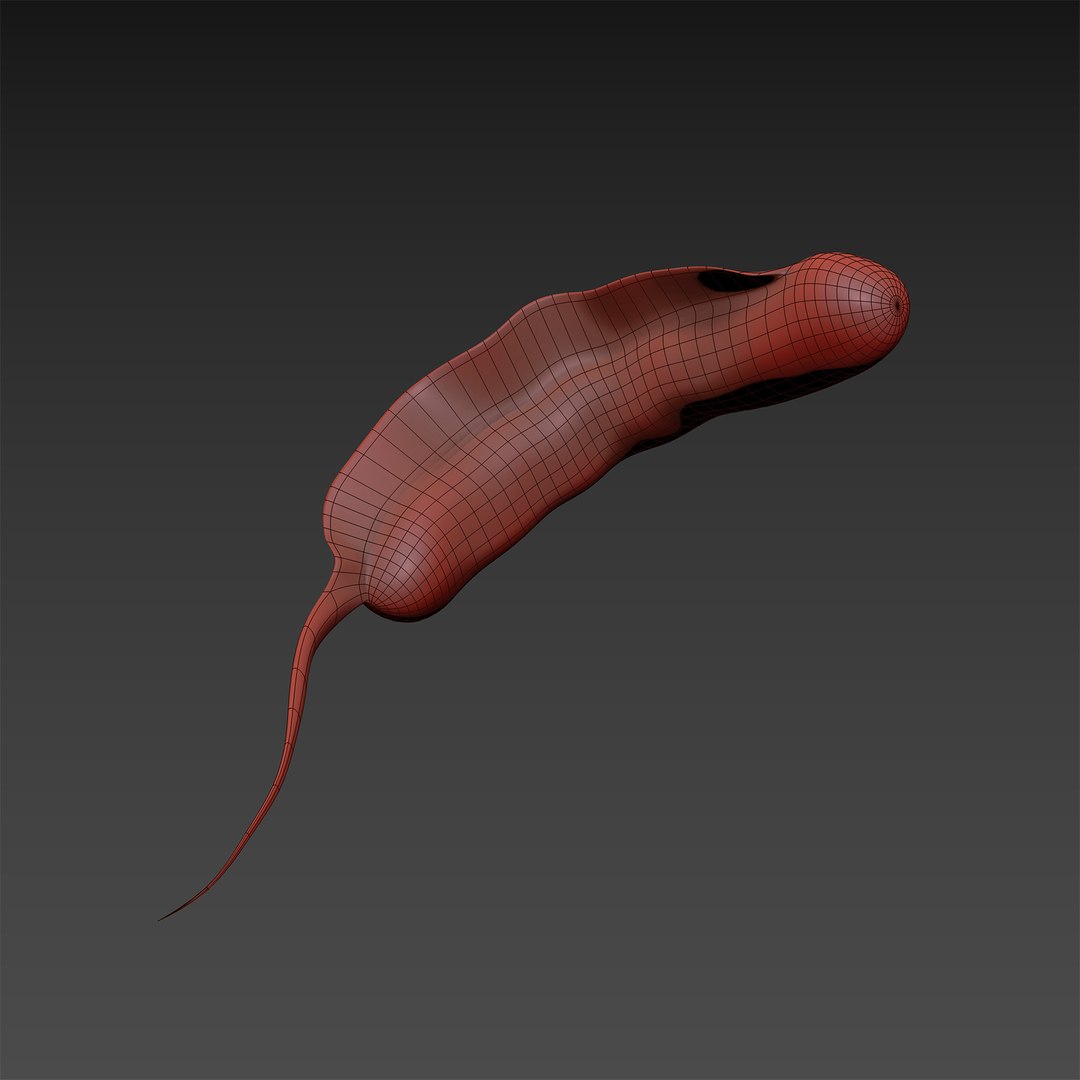 Microbes Bacteria Cells 3D Model - TurboSquid 1626178