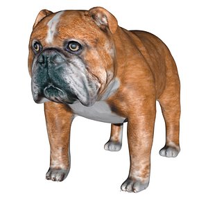 Rigged low poly bulldog 3D model