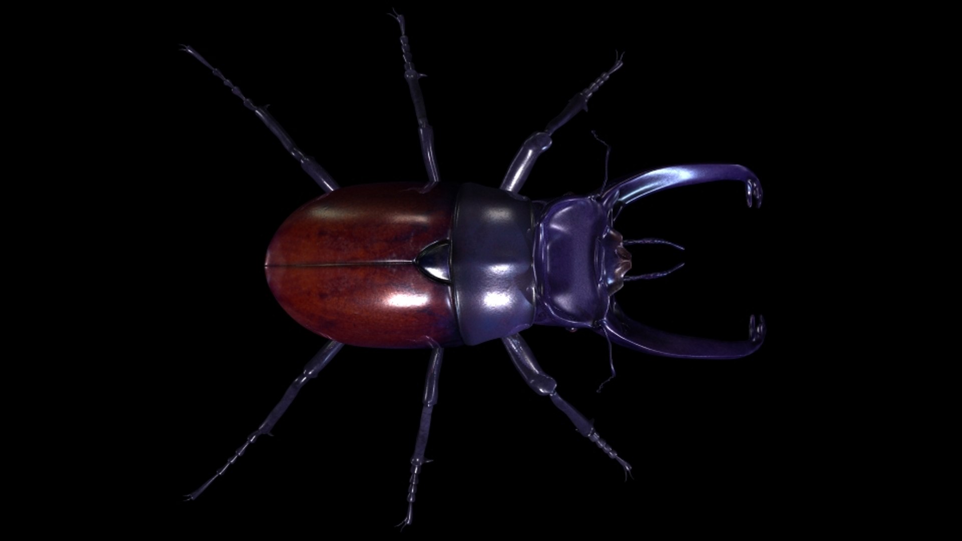 Insect Model - TurboSquid 1214280