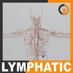 human lymphatic - lymph 3d 3ds