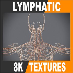 human lymphatic - lymph 3d 3ds