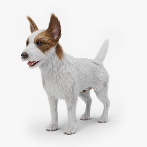 3D Jack Russell Terrier model