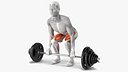Male Muscular System Deadlift Anatomy