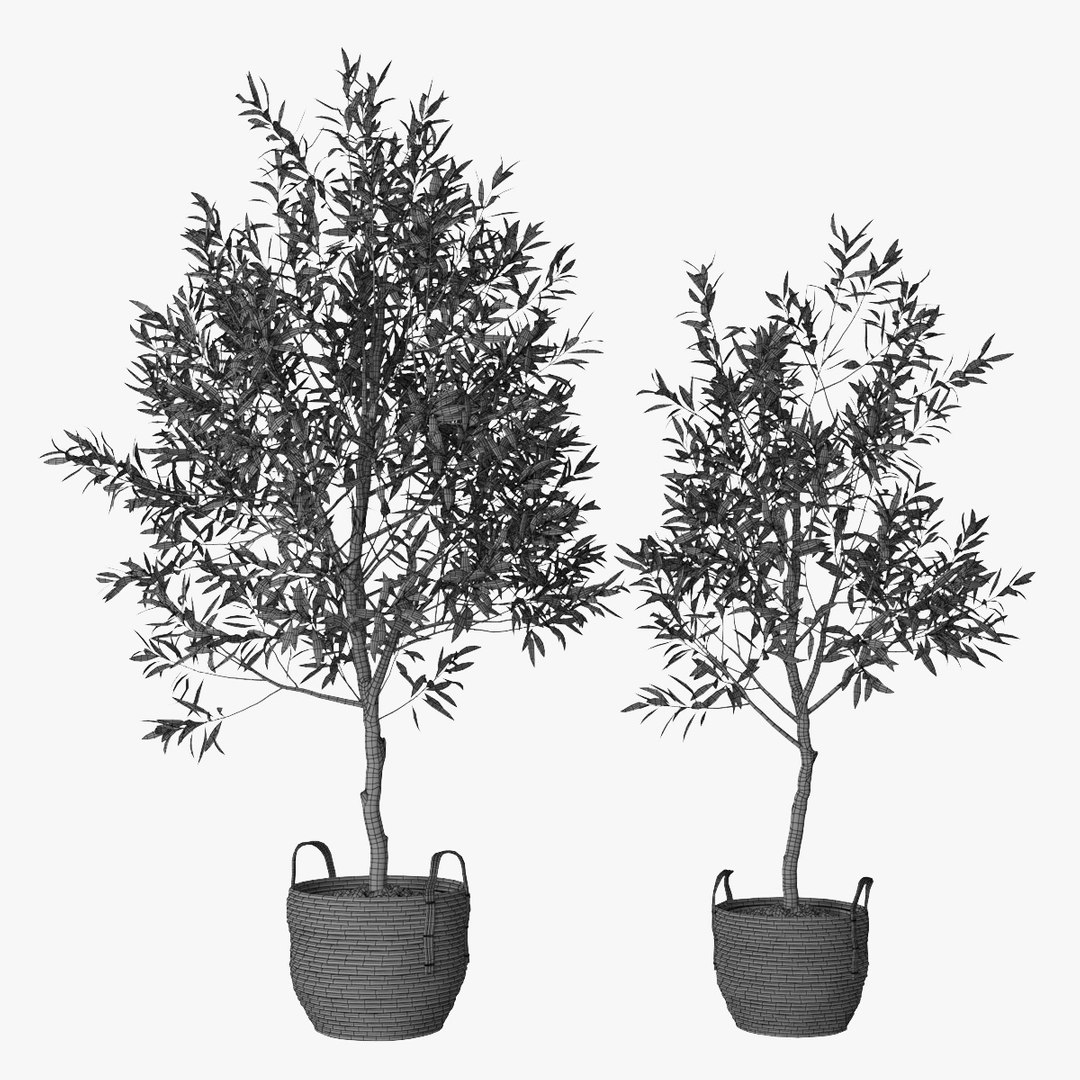 Olive Trees 3D Model - TurboSquid 1554569