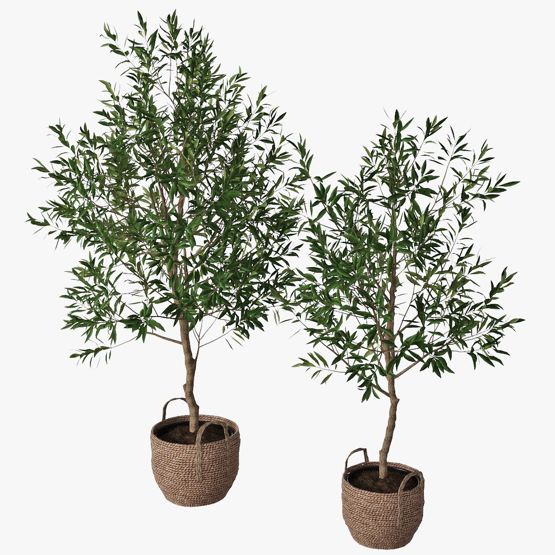 Olive Trees 3D Model - TurboSquid 1554569
