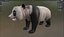 Oso panda