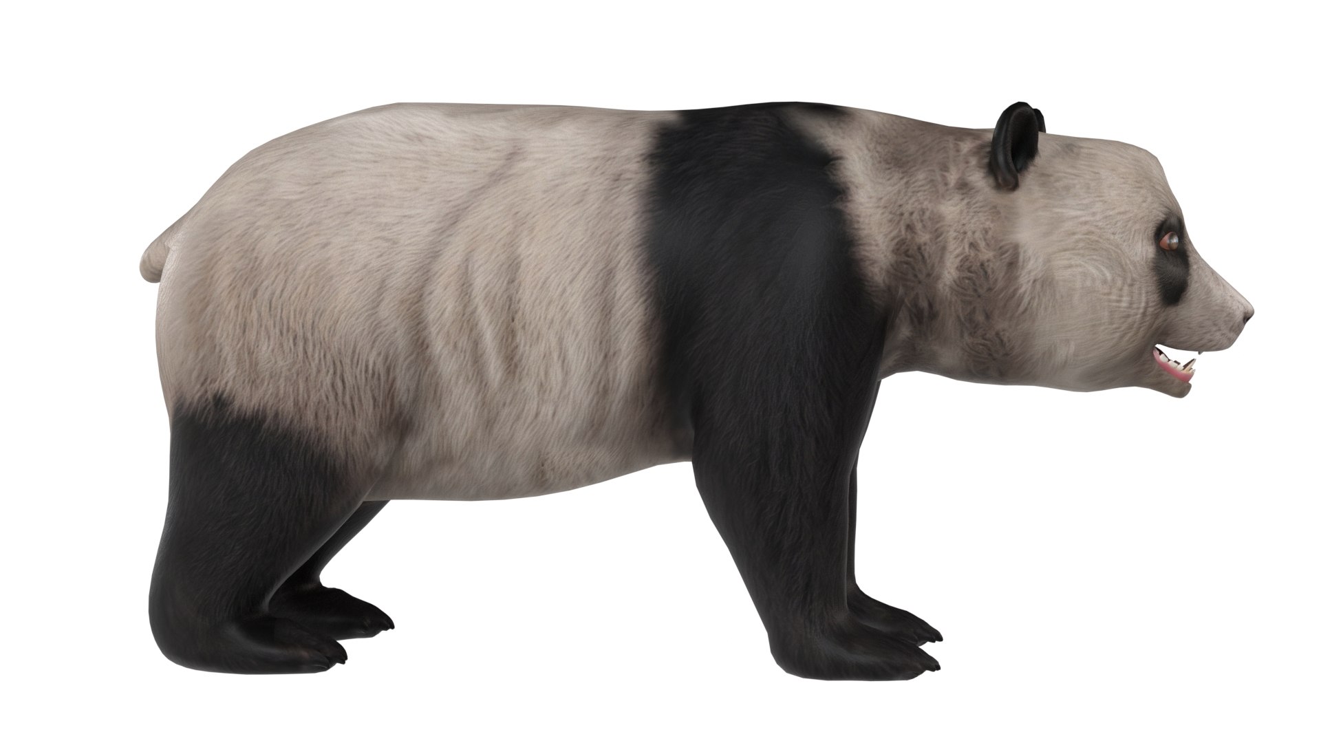 Panda Bear 3D model https://p.turbosquid.com/ts-thumb/WM/6D8fFk/C6/3/jpg/1785211187/1920x1080/fit_q87/1643cfac7a9388cec25e85640938cd3f1467fd39/3.jpg
