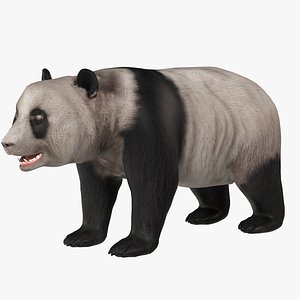 Panda Bear 3D model
