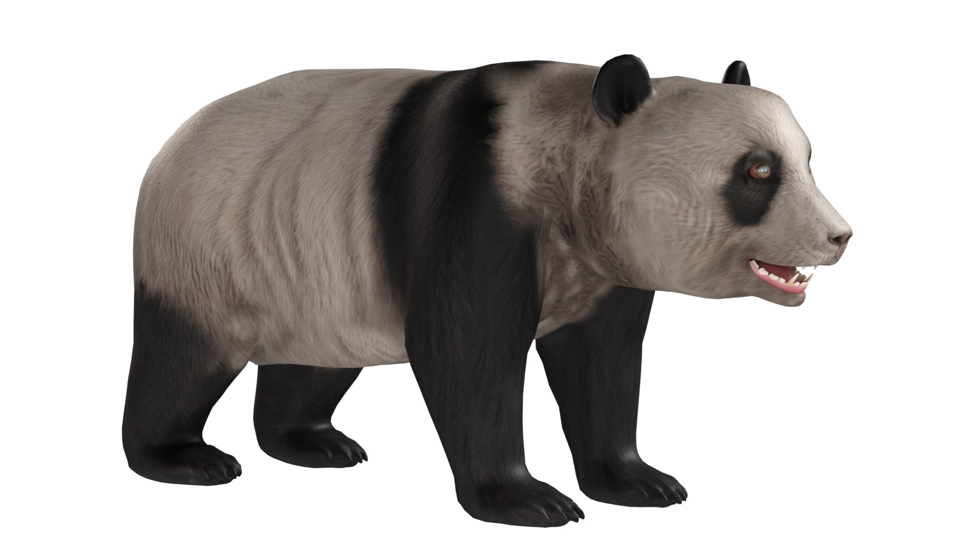Panda Bear 3D model https://p.turbosquid.com/ts-thumb/WM/6D8fFk/lH/2/jpg/1785211178/1920x1080/fit_q87/737721b3d2384ffc6da5c3fbbae943d5fccdcfd8/2.jpg