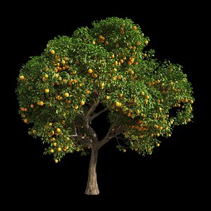 fruit tree orange 3D model