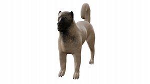 3D Kangal Shepherd 3d model