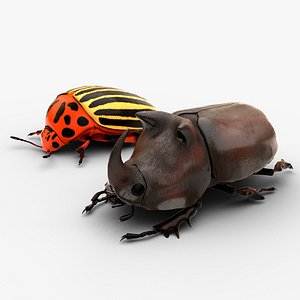 3D Colorado and Rhinoceros Beetles