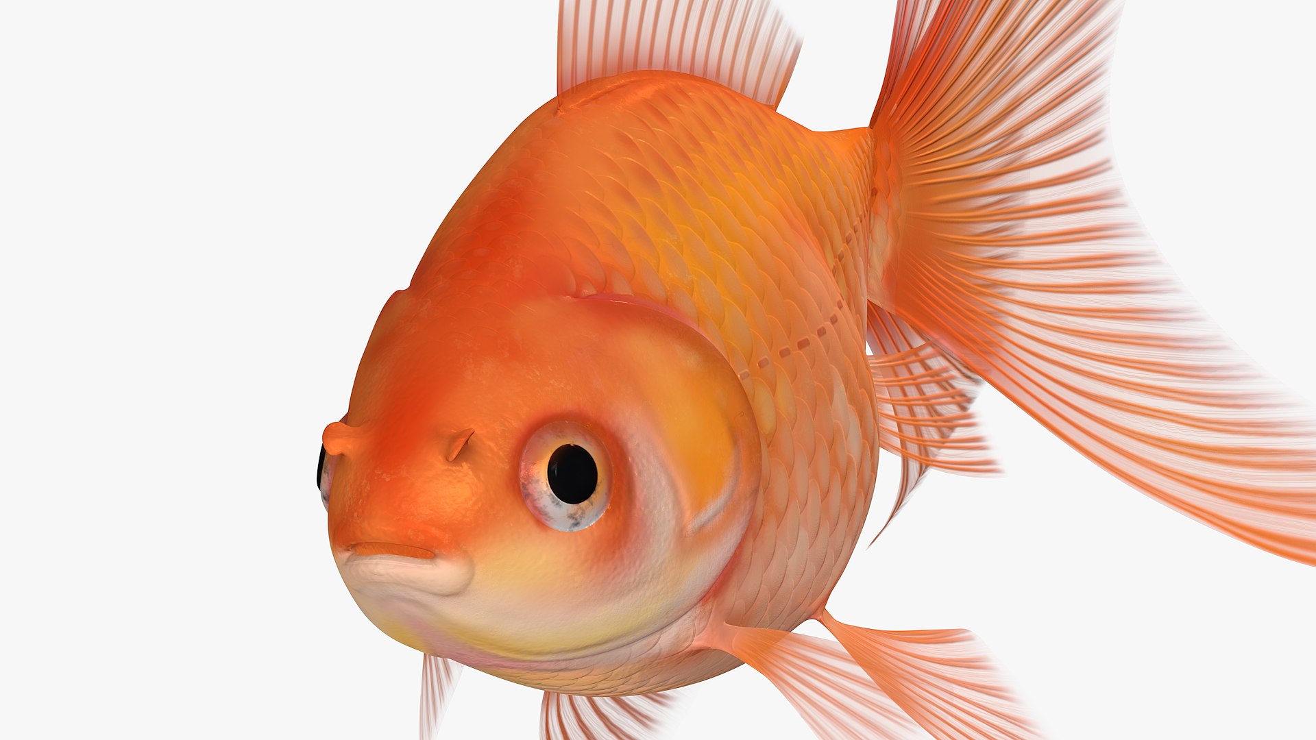 Goldfish Veiltail Fish Collection 8K 3D model https://p.turbosquid.com/ts-thumb/WM/dfztE4/8q/image77710/png/1659811815/1920x1080/fit_q87/ae8e5636039a042997479aff4f9b15290aa00304/image77710.jpg