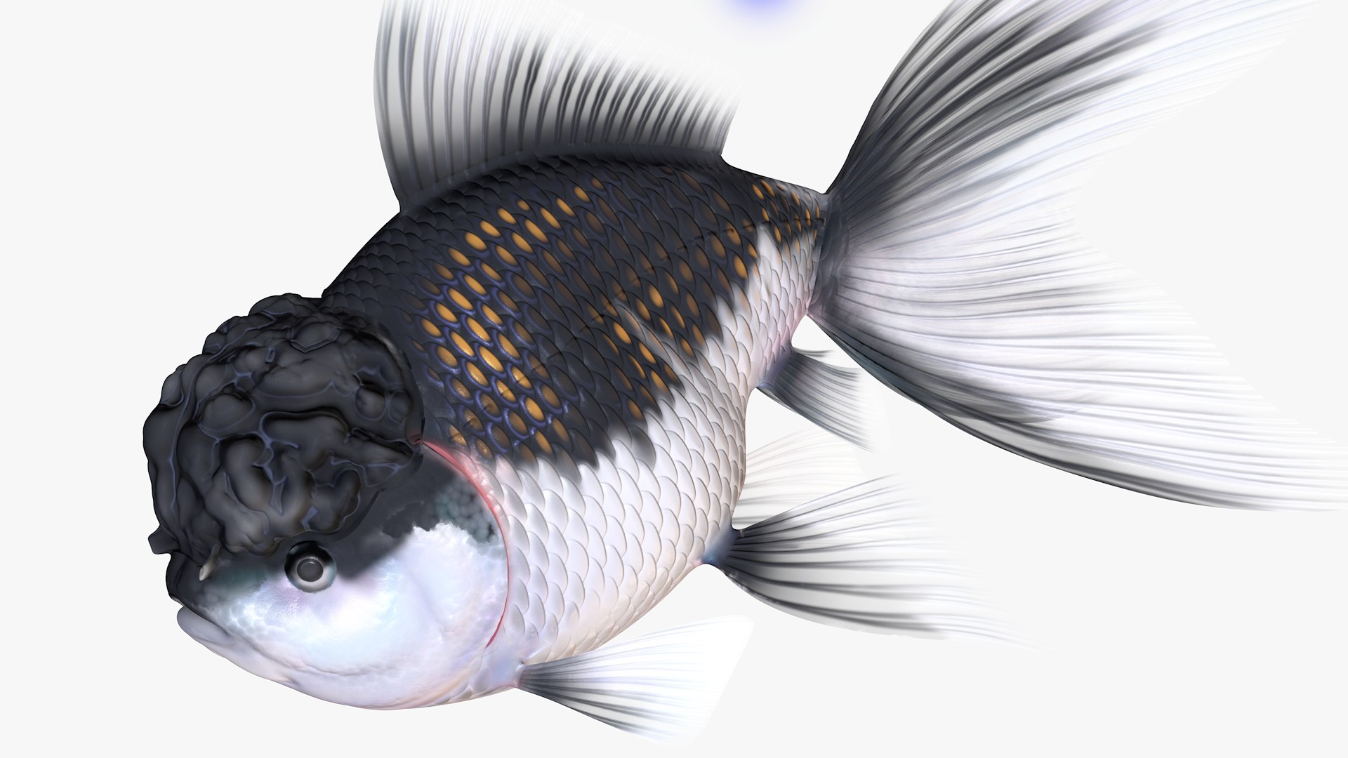 Goldfish Veiltail Fish Collection 8K 3D model https://p.turbosquid.com/ts-thumb/WM/dfztE4/WP/image0800/png/1659808642/1920x1080/fit_q87/25576a4965646fd7a59d1cd65807957e76669b12/image0800.jpg