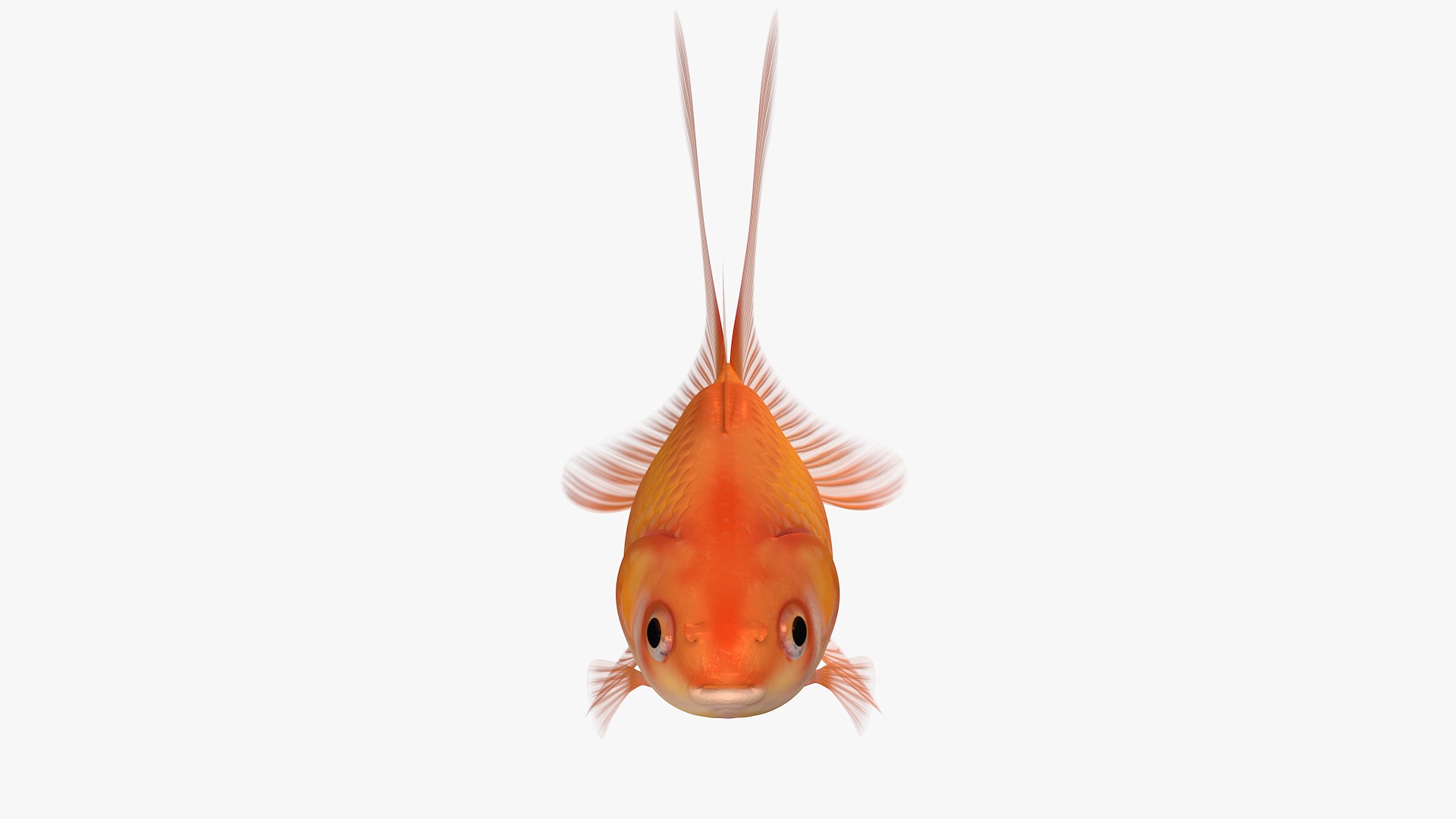 Goldfish Veiltail Fish Collection 8K 3D model https://p.turbosquid.com/ts-thumb/WM/dfztE4/bE/image01/png/1645656341/1920x1080/fit_q87/b39558f592a1eafc3d83c9b7bd8d9bae65358660/image01.jpg