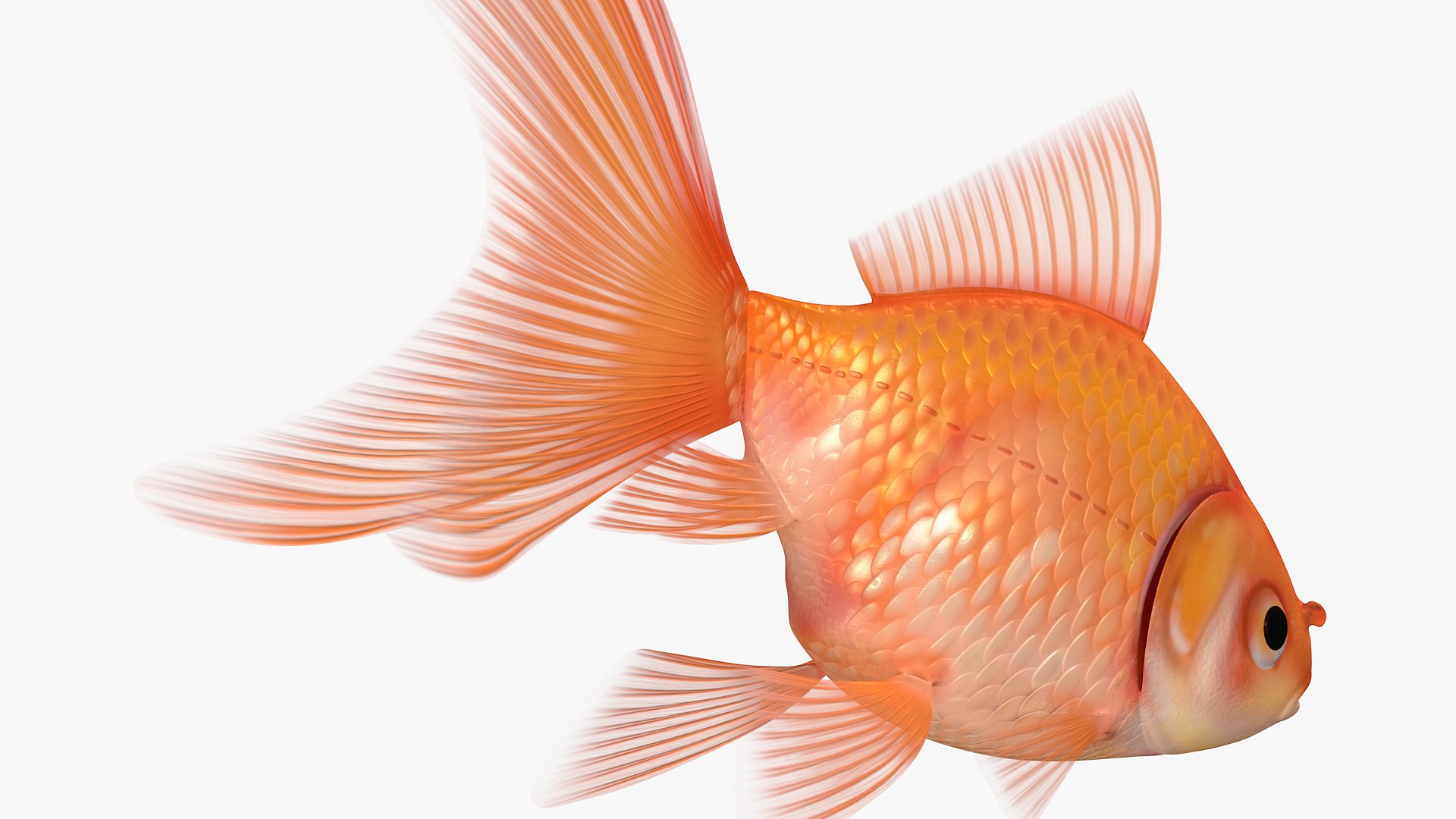 Goldfish Veiltail Fish Collection 8K 3D model https://p.turbosquid.com/ts-thumb/WM/dfztE4/iD/image077777/png/1659811817/1920x1080/fit_q87/82f101468677b63d02900d5d29f5f3c3f9405ad7/image077777.jpg