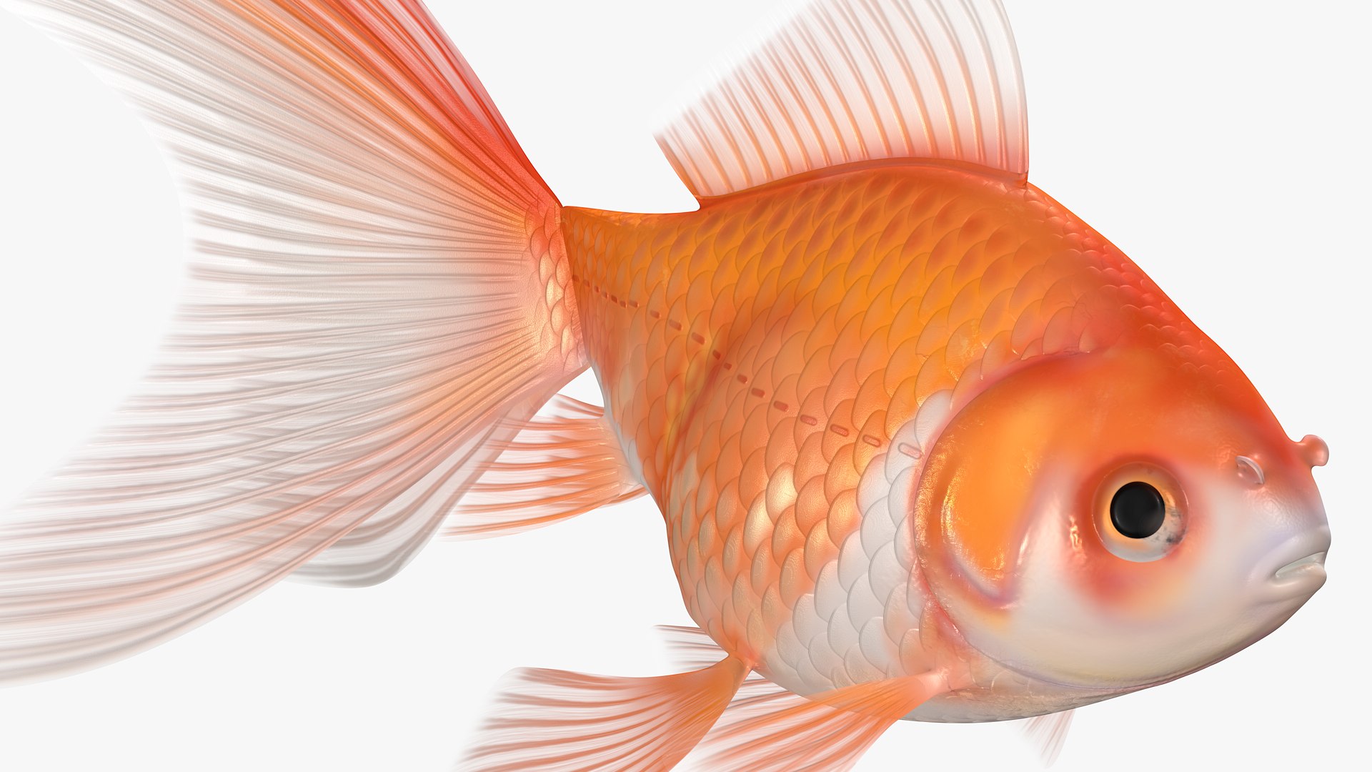 Goldfish Veiltail Fish Collection 8K 3D model https://p.turbosquid.com/ts-thumb/WM/dfztE4/yU/image10/png/1659808368/1920x1080/fit_q87/a9a405ed6b4c9fb6e80f552ebfd4d166c13d8555/image10.jpg