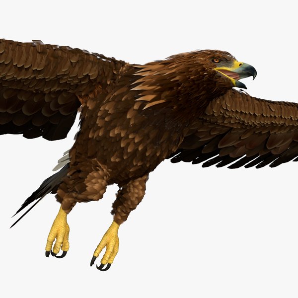 3D Aquila Chrysaetos Eagle Flying model